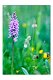 Blumenwiese M 01